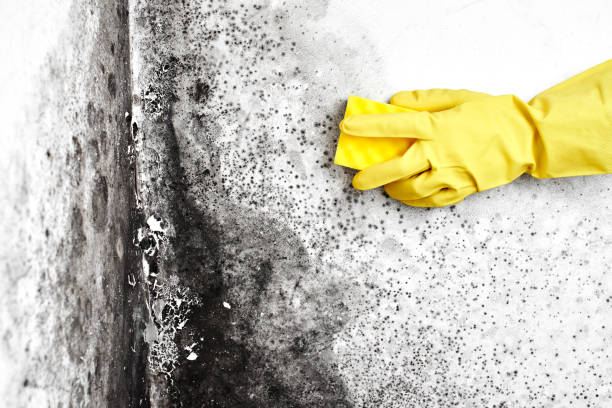 Best DIY Mold Remediation Support Services in Calico Rock, AR