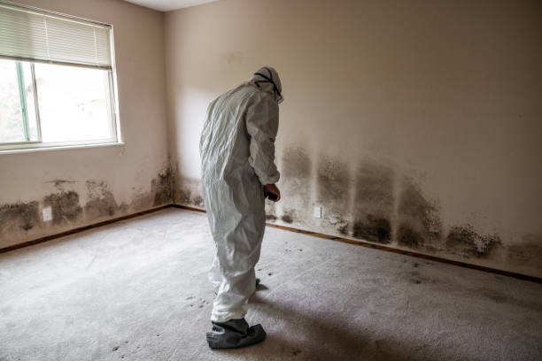 Best Black Mold Remediation in Calico Rock, AR