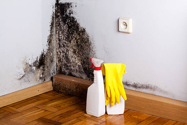 Best Mold Remediation for Specific Building Types in Calico Rock, AR